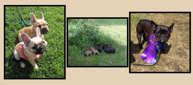 Posing Puppies