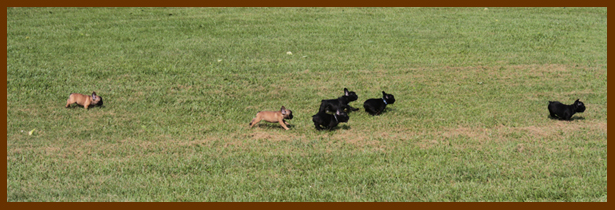 Racing Puppies