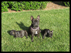 Miss Sophie and her pups